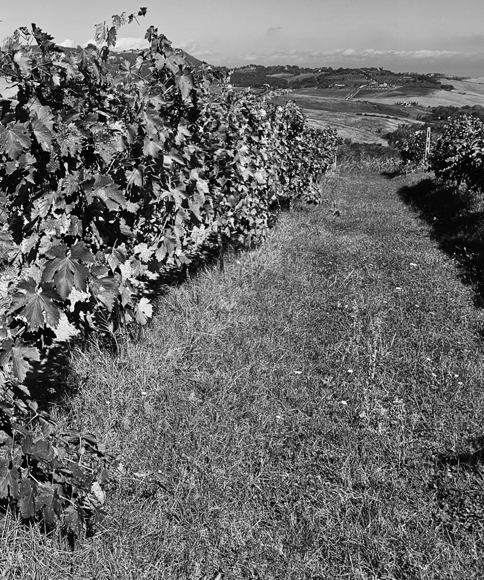 Aiola Vecchia Montepulciano