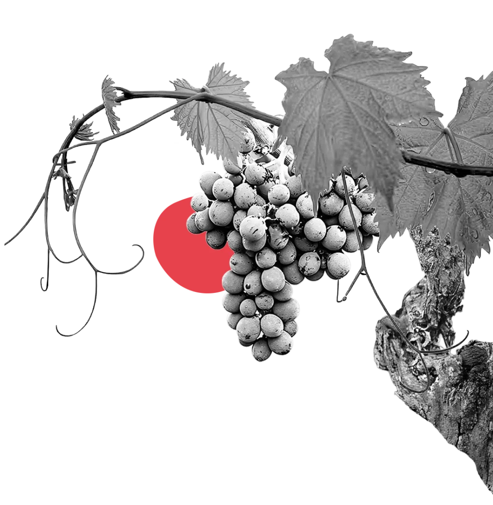 Aiola Vecchia Montepulciano