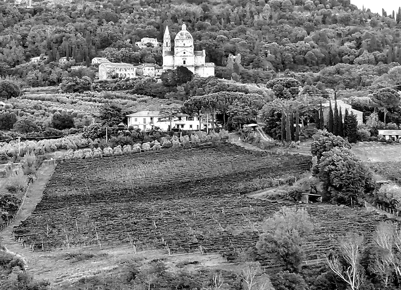il_vigneto