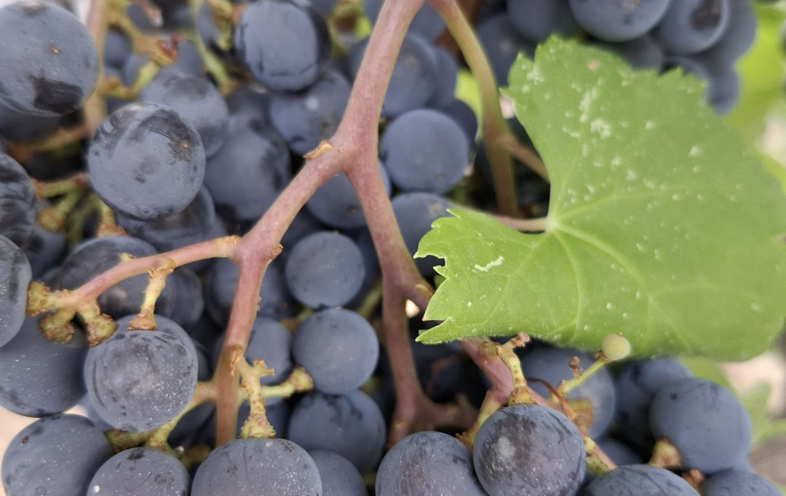 aiola_vecchia_montepulciano_