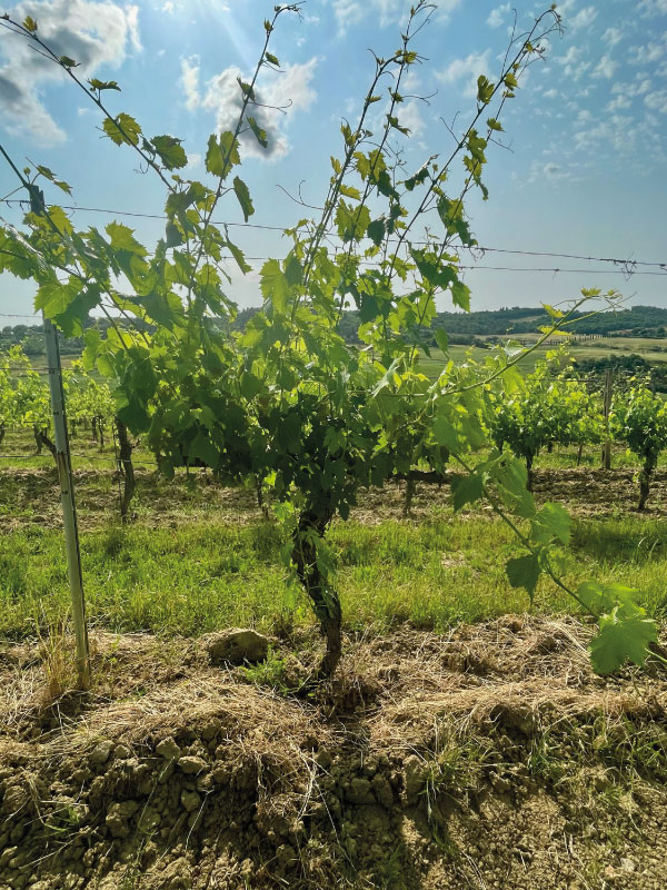 wine tour montepulciano